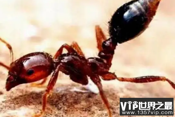 世界十大有毒蚂蚁（1357vip.com）