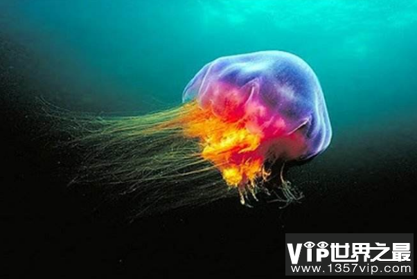 十大最强海洋生物