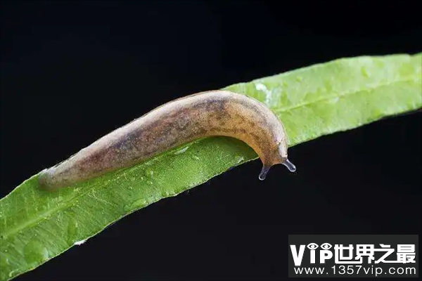 十大缓慢哺乳动物（1357vip.com）