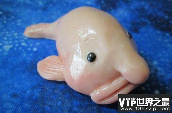 世界最丑十大动物 鮟鱇鱼上榜,第一丑的出奇(1357vip.com)