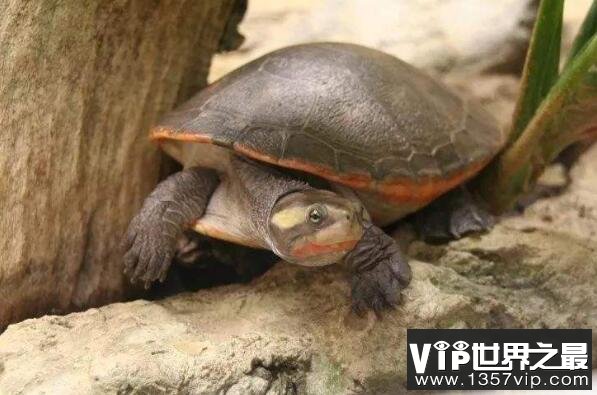 十大最难养乌龟