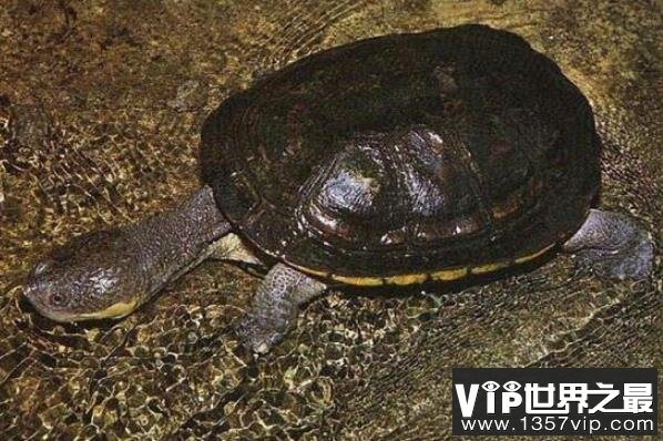 十大最难养乌龟