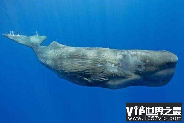 十大深海神秘巨型生物（1357vip.com）