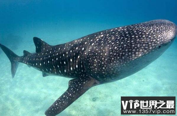 十大深海神秘巨型生物（1357vip.com）