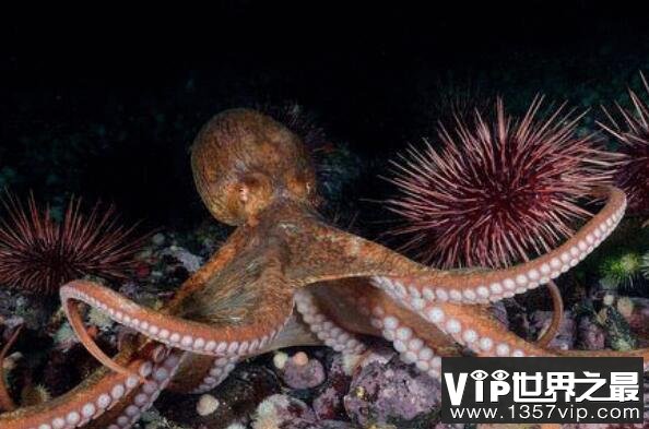 十大深海神秘巨型生物（1357vip.com）