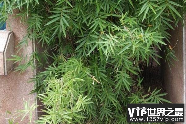 十大名贵竹子品种（1357vip.com）