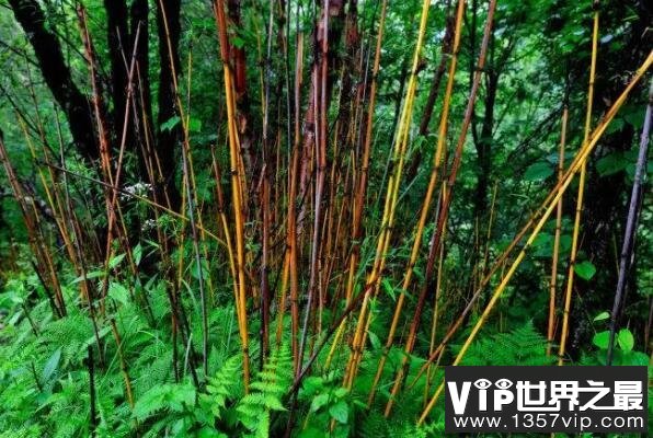 十大名贵竹子品种（1357vip.com）