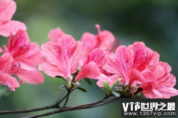 风水十大吉祥花，龙脊骨排第二，第六寓意百年好合（1357vip.com）