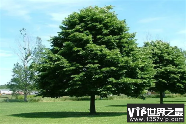 世界十大行道树（1357vip.com）