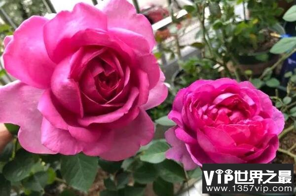 月季十大经典品种，榜首红双喜种植最广泛（1357vip.com）