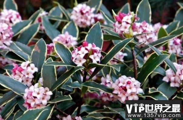 盘点中国十大著名市花