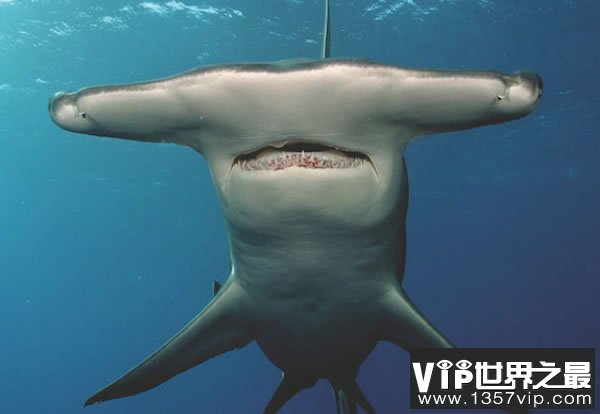 海洋中最奇特的十种鲨鱼