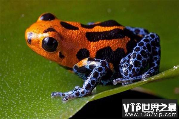 热带雨林十大恐怖生物