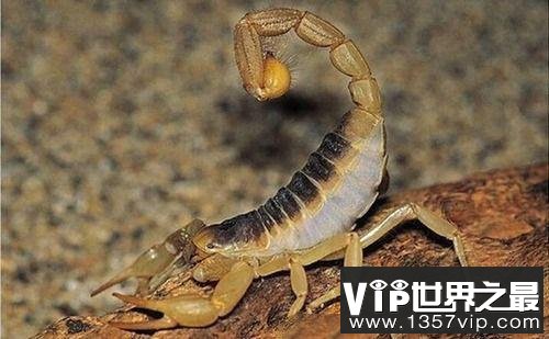 世界上四种最致命的有毒动物