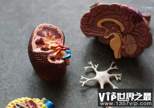 肾虚的人，虚的究竟是什么