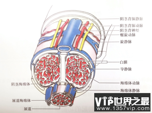 静脉
