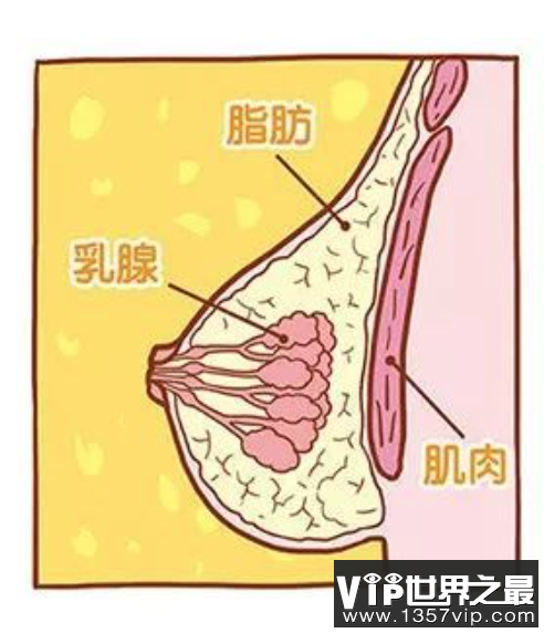 胸部是由支撑组织或结缔组织