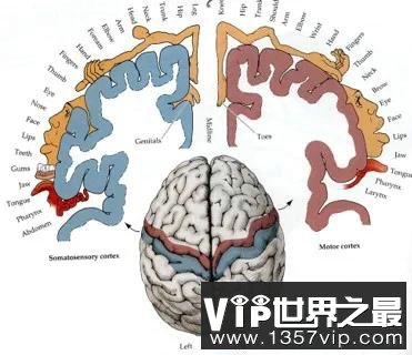 神经信号干扰