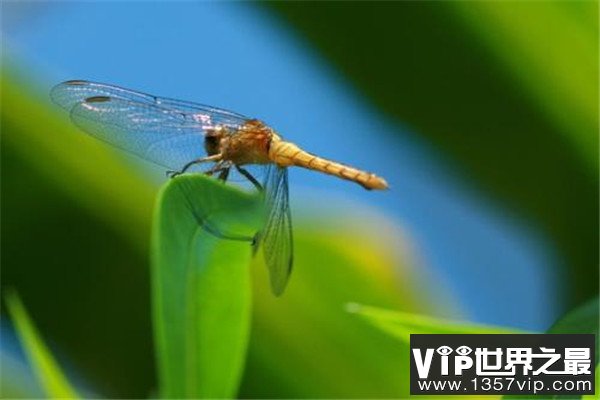 世界上最快的昆虫是什么：澳大利亚蜻蜓速度达58千米/小时