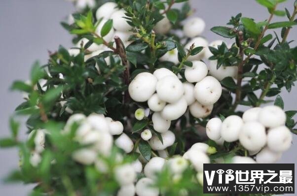 常见的十大室内观果植物：火棘、乳茄均榜上有名