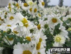 菊花的产地是哪里最好？我国十大优质菊花产地