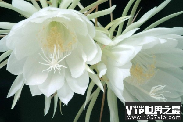 世界十大最美植物：昙花、鹤望兰双双入榜