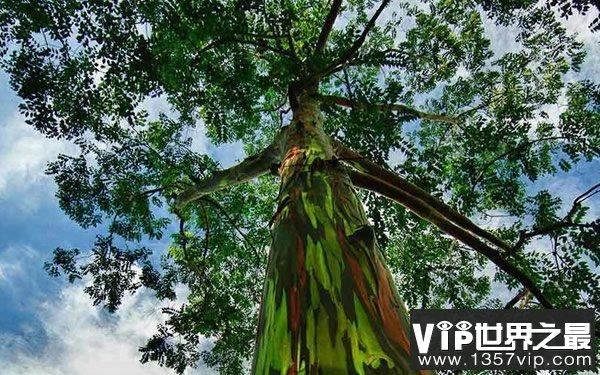 世界十大最美植物：昙花、鹤望兰双双入榜