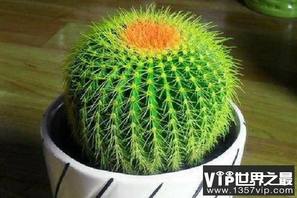 防辐射植物排行榜前十名：绿萝上榜，仙人球排第一