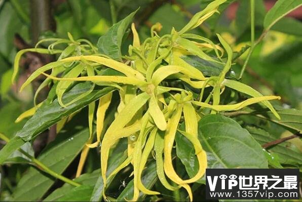 什么植物香气最大？世界十大香的植物排名