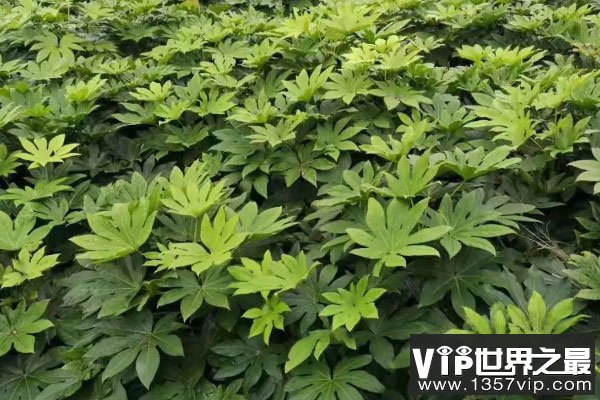 卧室飘窗适合养什么花？适合放在卧室飘窗的植物