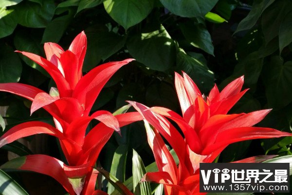 阳台养十种花最好旺财：阳台放什么植物最旺财？