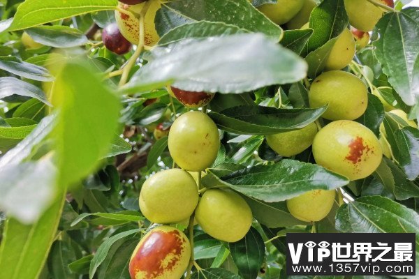 门前栽什么树能旺宅？门前最旺宅的风水树