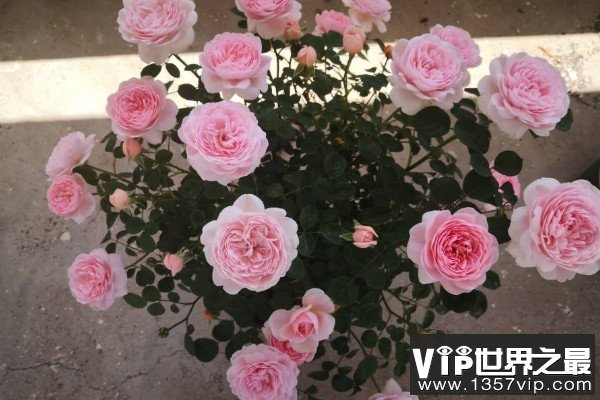 世界十大最美月季花品种，十大最美月季排名