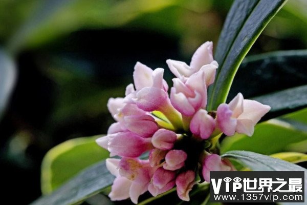 十大最香的耐寒的花：梅花、水仙花双双入榜！