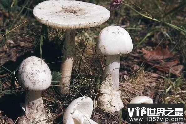 世界上最毒的十大蘑菇：死亡帽居魁首，外表却十分诱人
