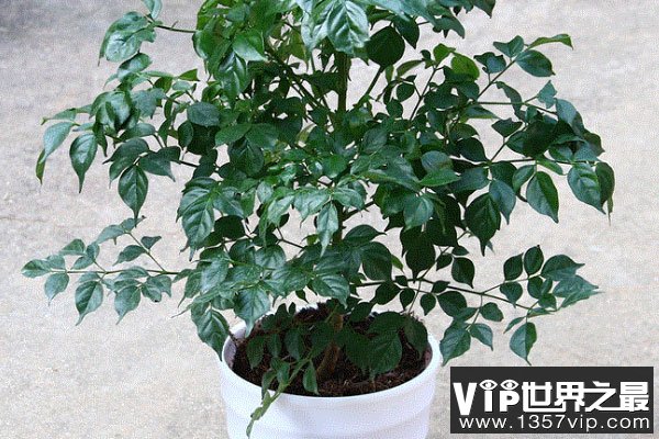 世界上最能带来好运的树：幸福树开花就意味着好运降临