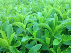 世界上最甜的叶子：甜叶菊比糖还甜