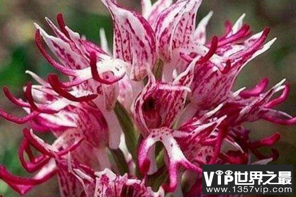 世界上最令人感到害羞的花朵：红门兰“裸男花”