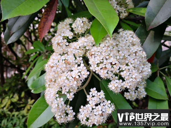 世界上能发出精液味道的花：石楠花味道浓重