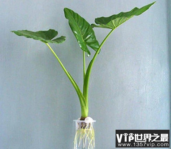 十大水培植物排行榜 最适合水培的盆栽排名