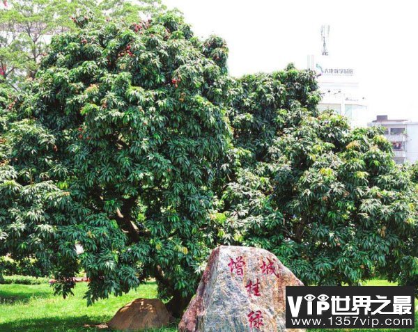 世界上最贵的荔枝：一颗卖出55万天价！