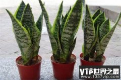 院子里养什么花聚财？院子里养这十种花卉植物