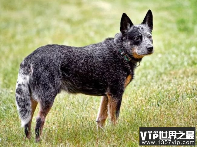 澳大利亚牧牛犬