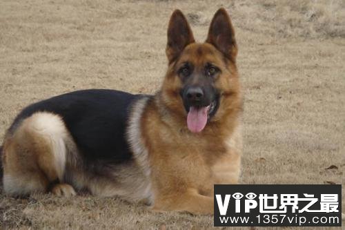 德国牧羊犬