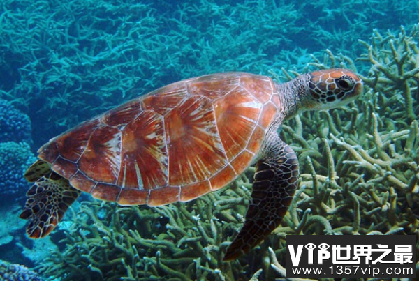 寿命最长的海洋生物排名，海龟只能排最后，第一名能长生