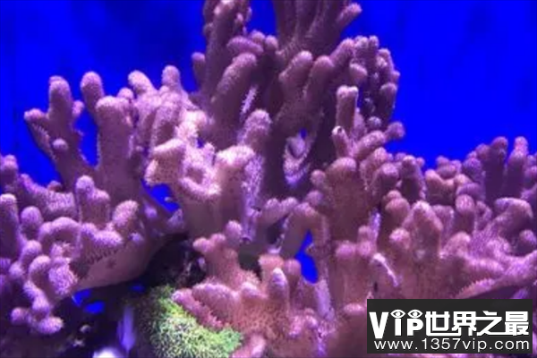 手指珊瑚