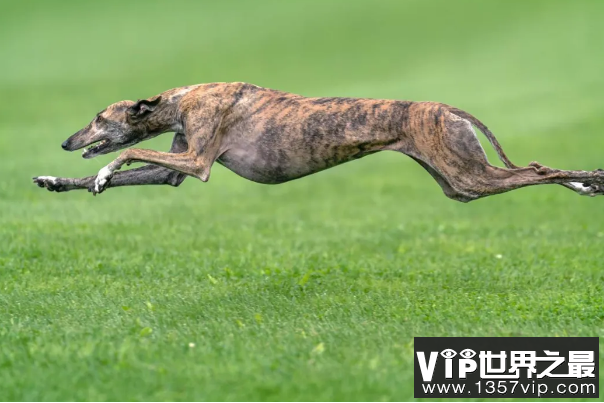世界优秀猎犬十大排名，灵缇速度最快，第五是中国比特犬