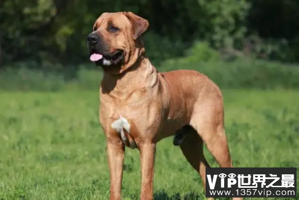 世界优秀猎犬十大排名，灵缇速度最快，第五是中国比特犬