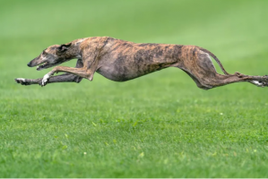 世界优秀猎犬十大排名，灵缇速度最快，第五是中国比特犬