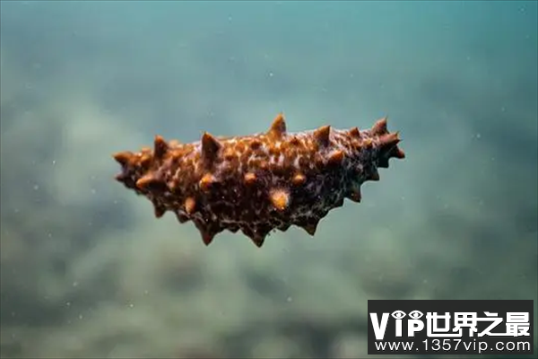 海参